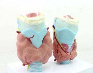 Thyroid Diseases - 4 Parts Models